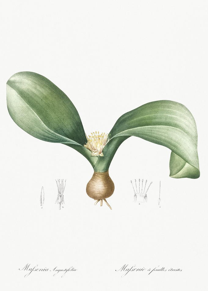 Hedgehog Lily Illustration