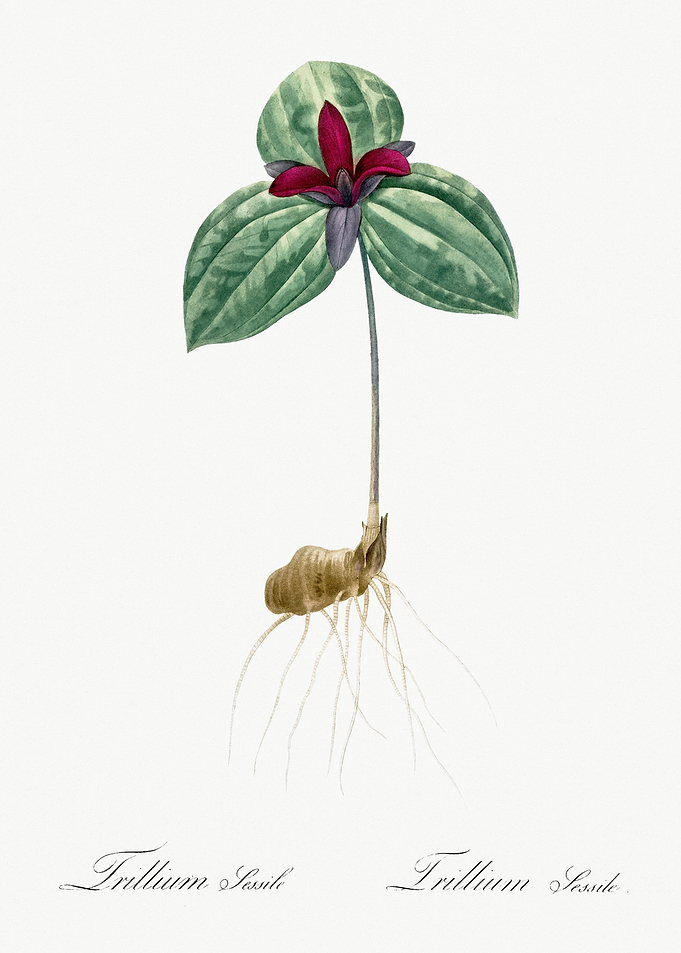 Tri Flower Trillium Sessil
