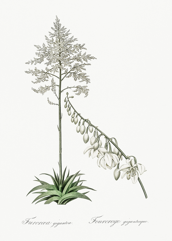 Giant Cabuya Illustration