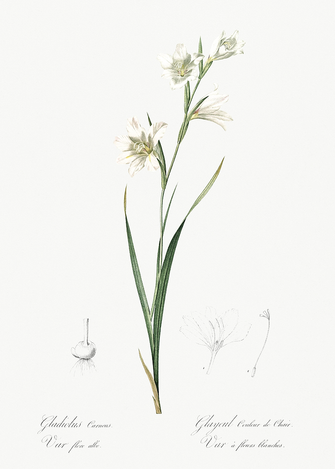 Painted Lady Illustration
