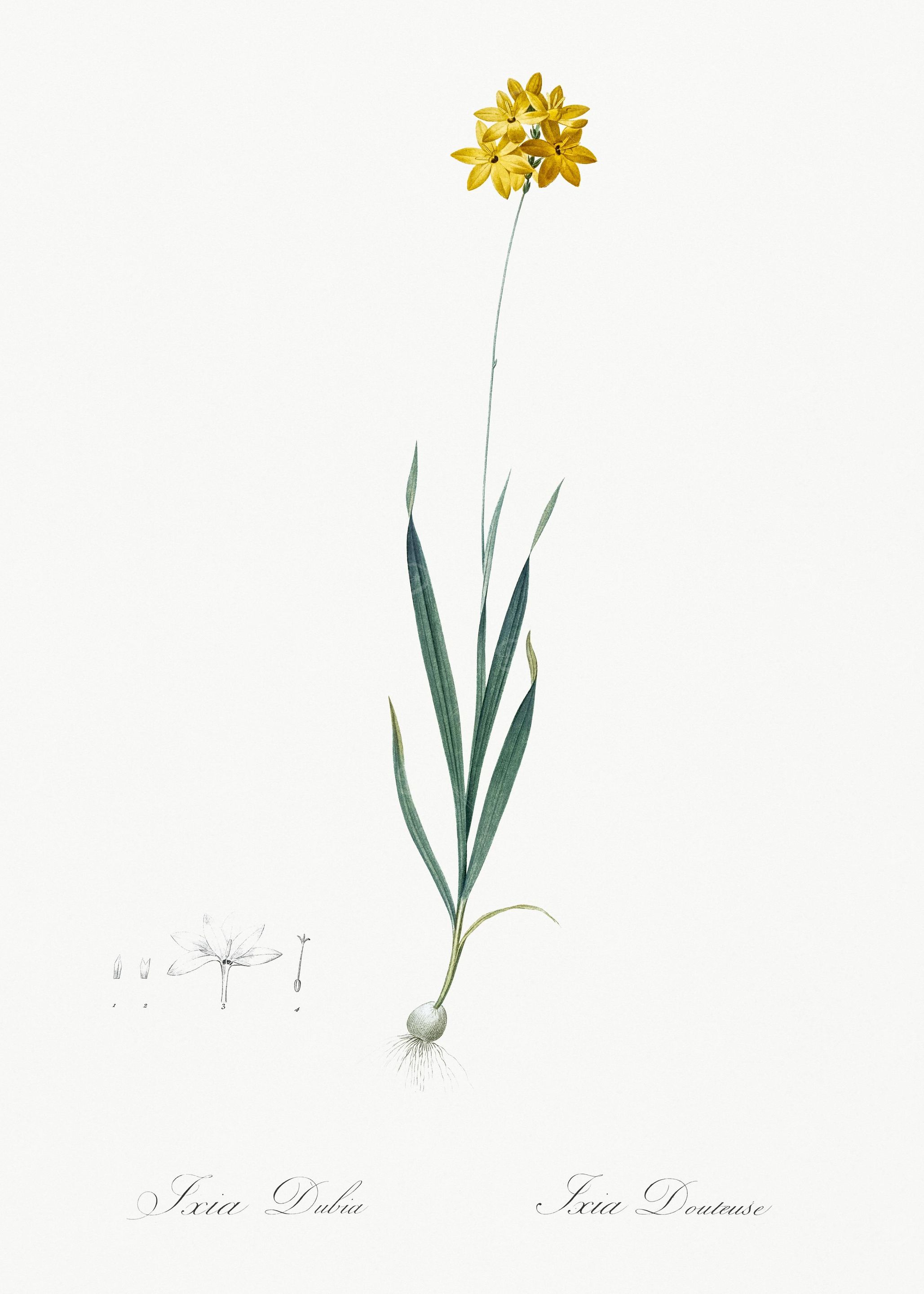 Orange Ixia Illustration F