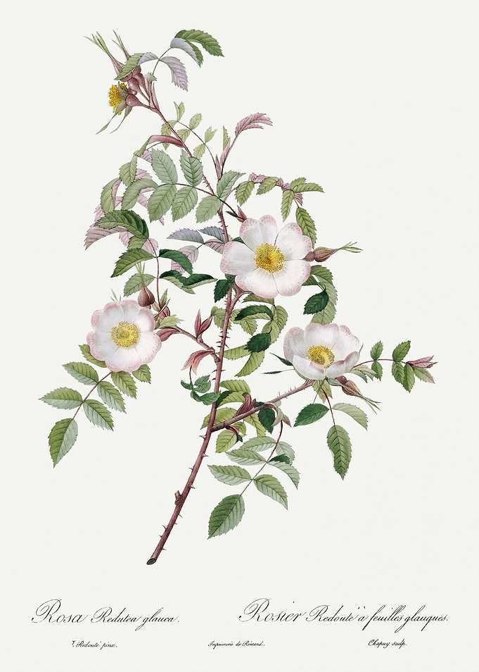 Les Roses 1824 HQ Original