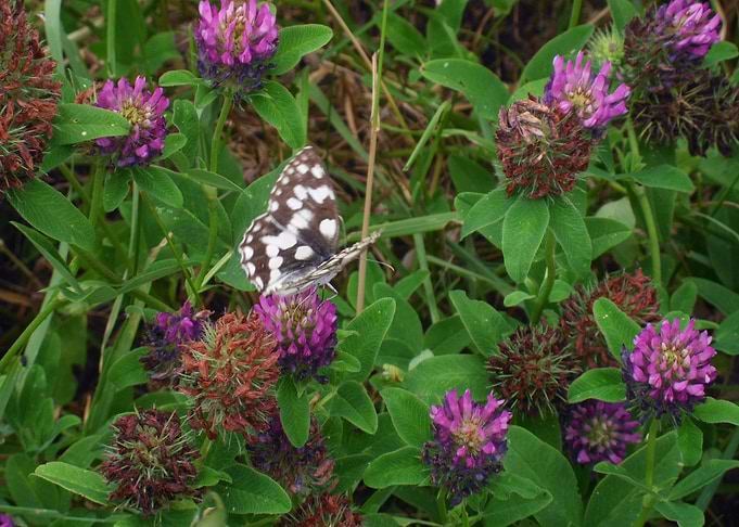 Butterfly in spring