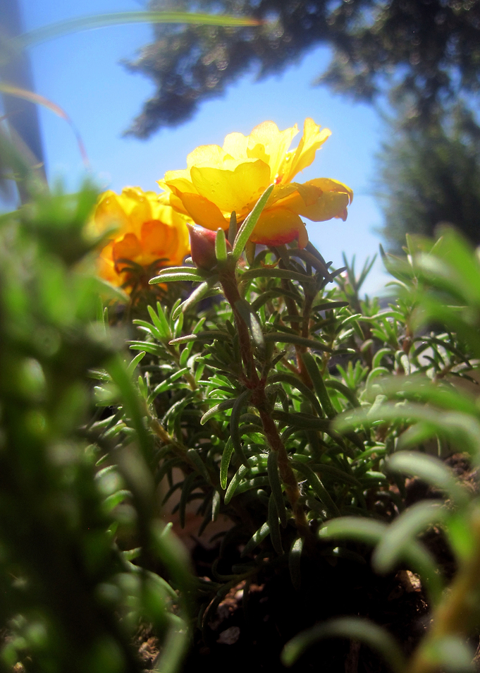 Balcony Garden Flower
