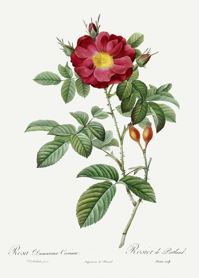 Les Roses 1824 HQ Original
