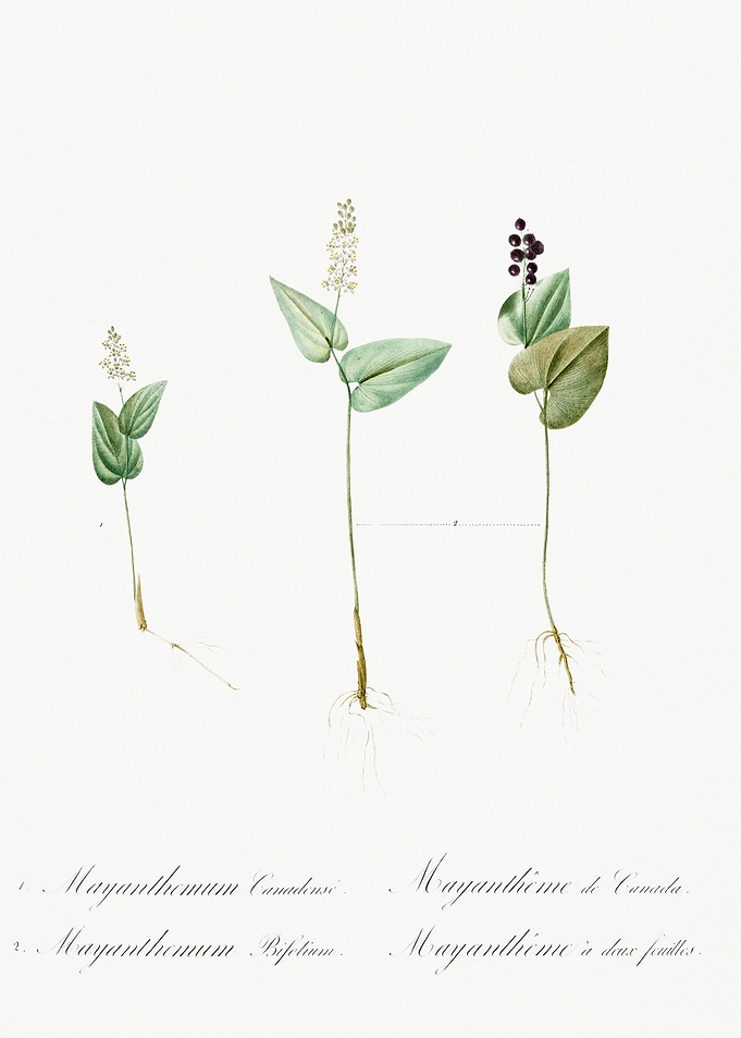 Mayanthemum Illustration F