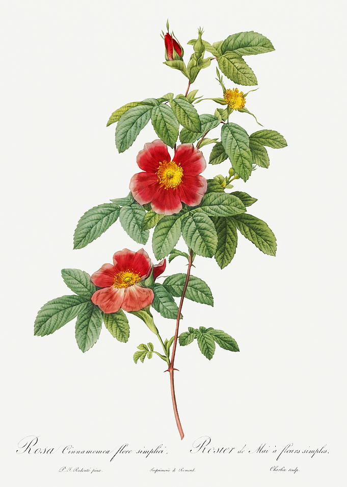 Les Roses 1824 HQ Original