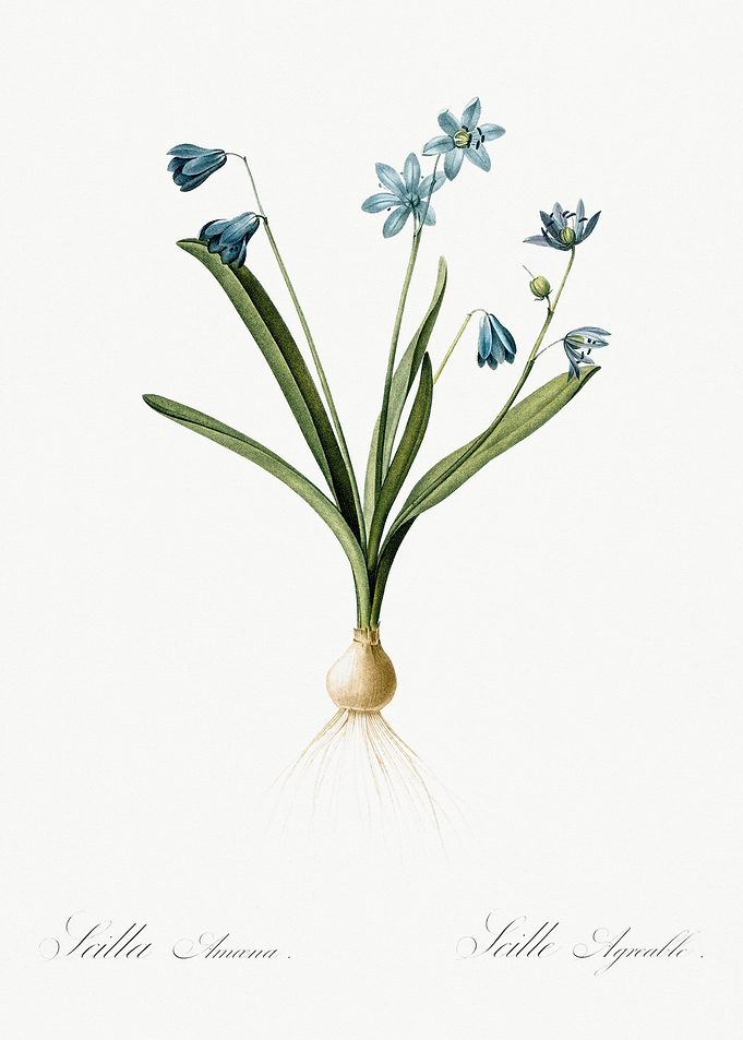 Scilla Amoena Illustration