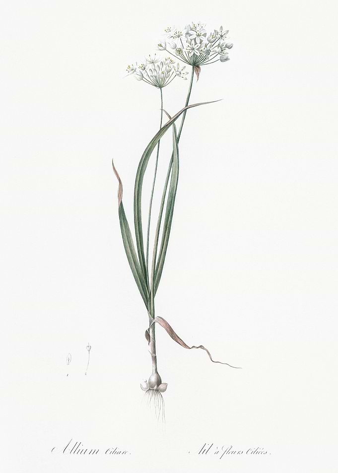 Hairy Garlic Illustration