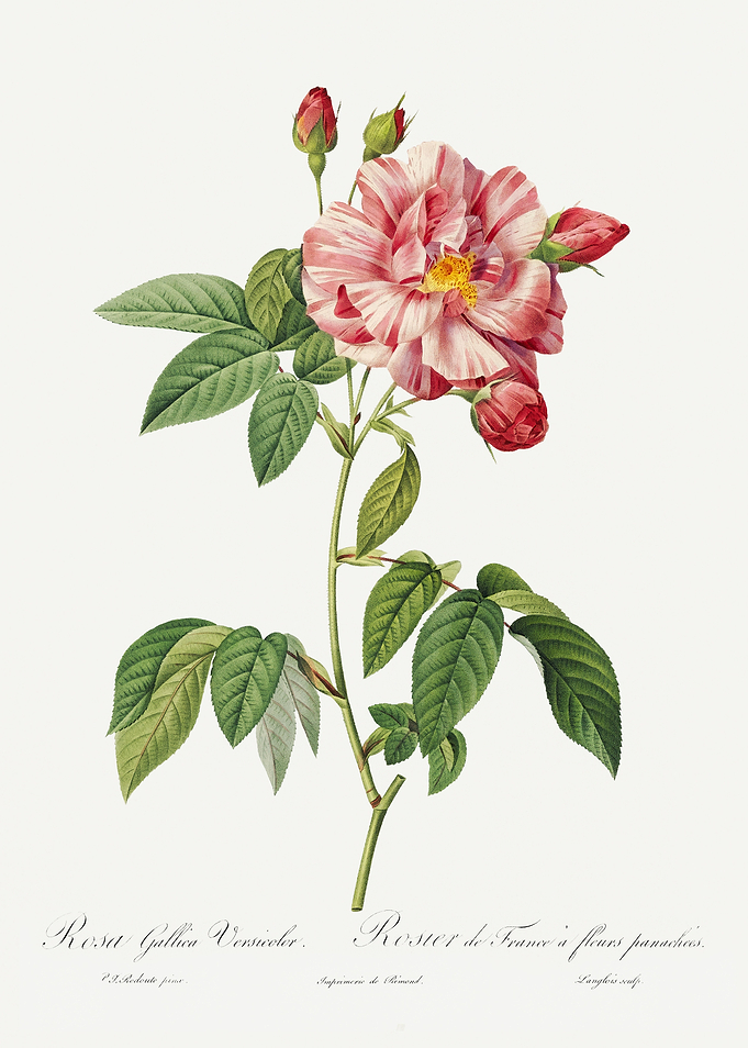 Les Roses 1824 HQ Original