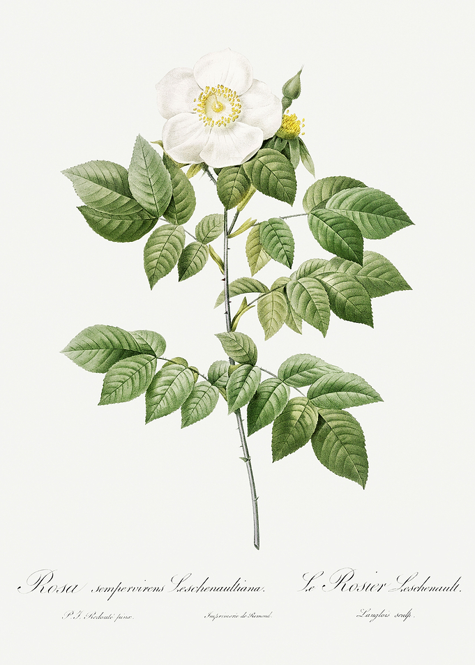 Les Roses 1824 HQ Original