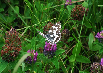 Butterfly wings