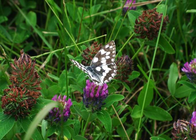 Butterfly wings