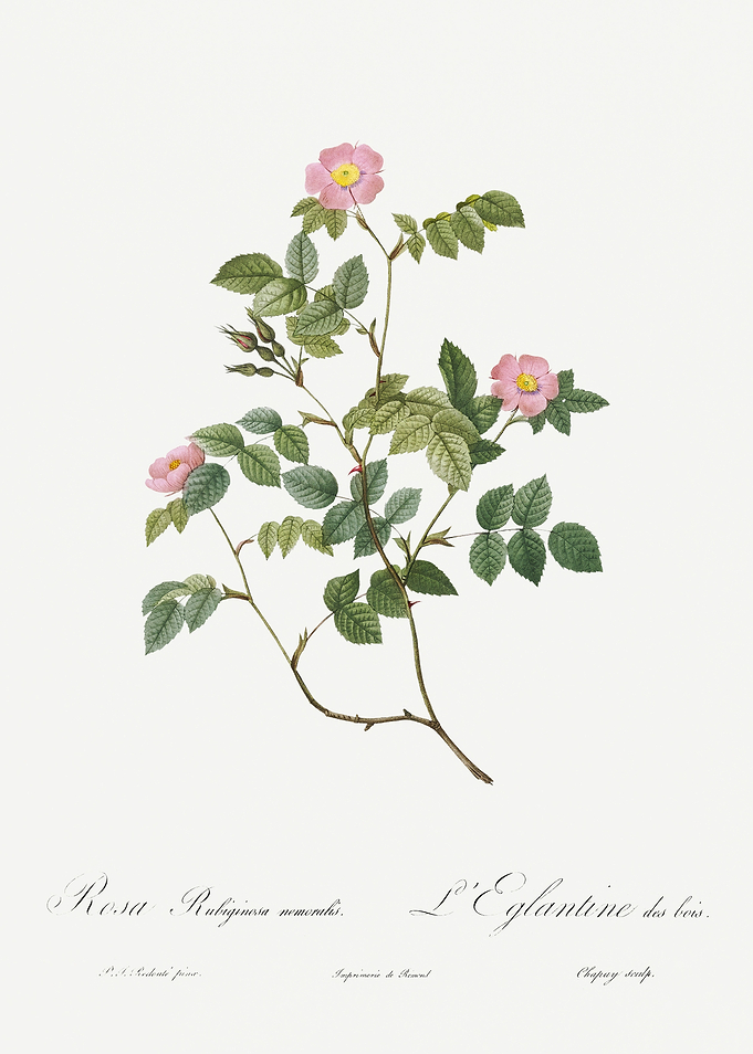Les Roses 1824 HQ Original