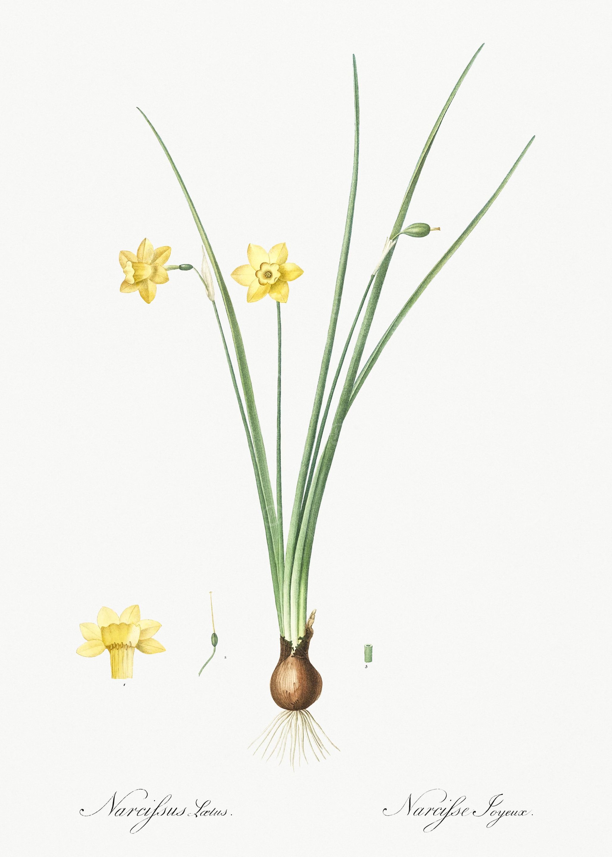 Daffodil Illustration From