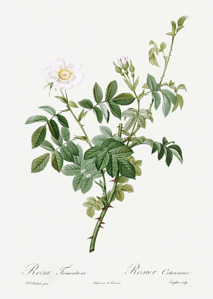 Les Roses 1824 HQ Original