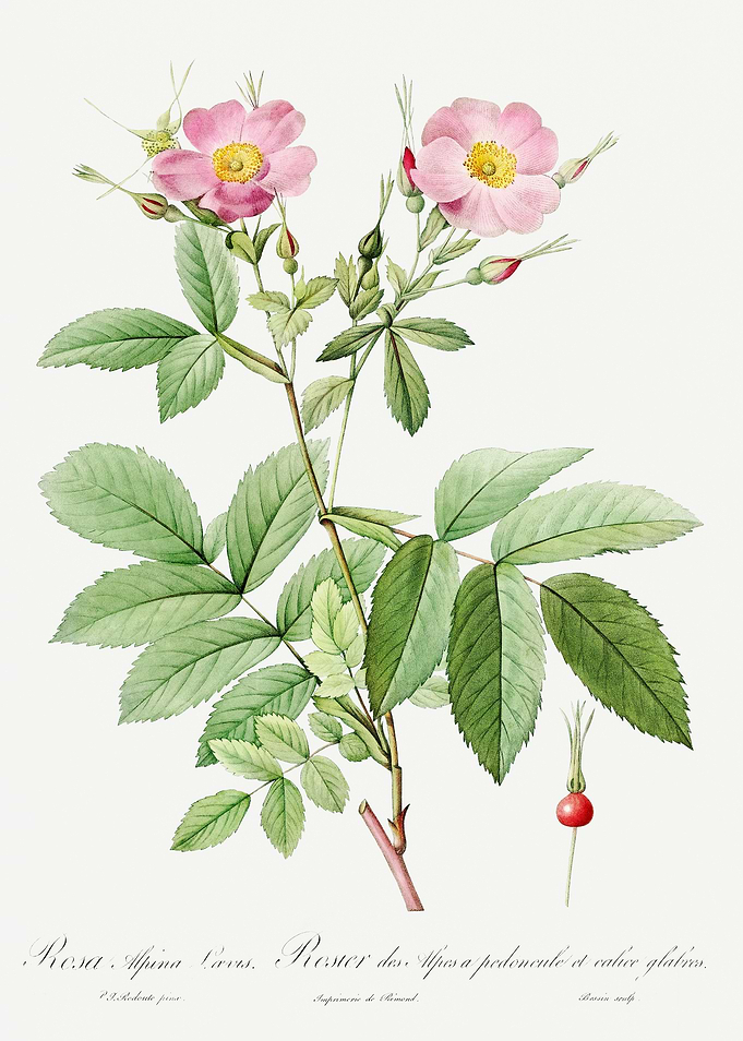 Les Roses 1824 HQ Original