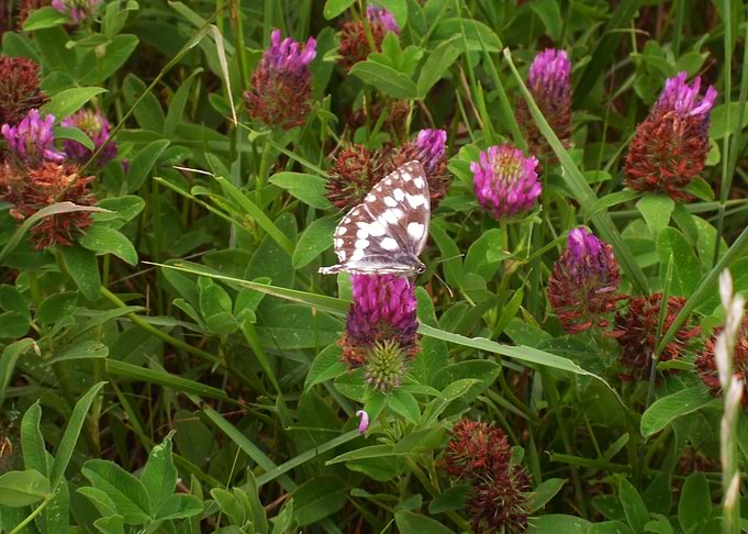 Butterfly morning