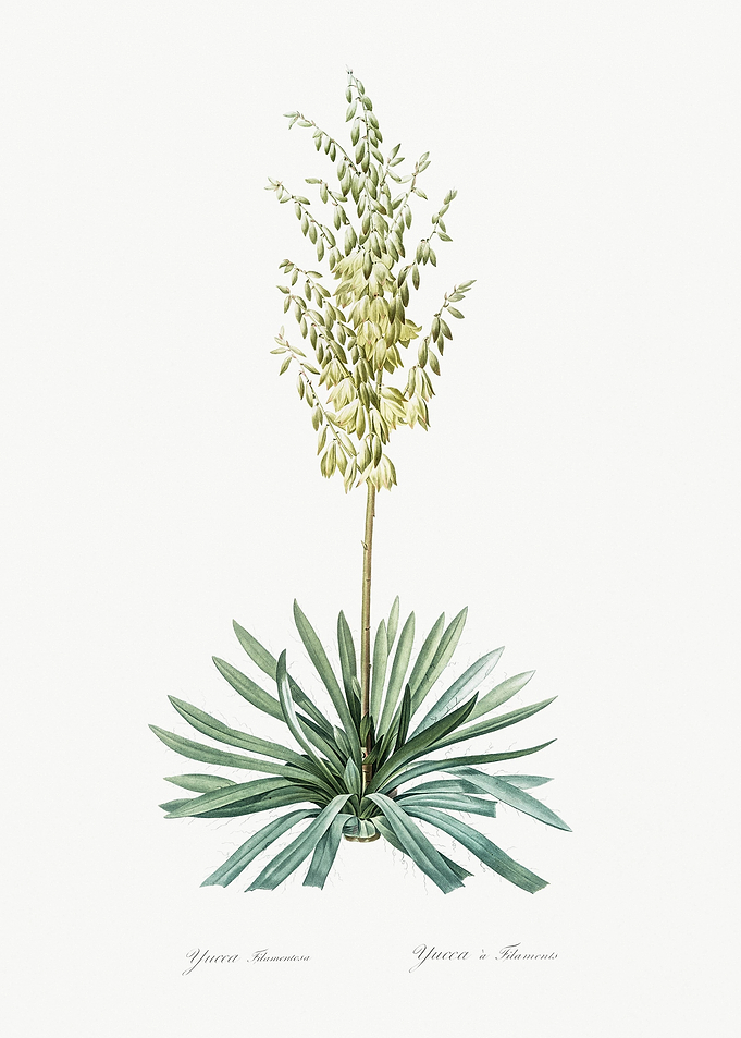 Adam39S Needle Illustratio