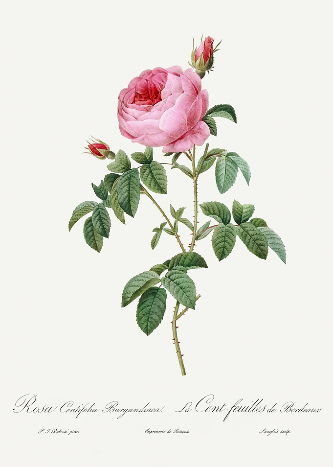 Les Roses 1824 HQ Original