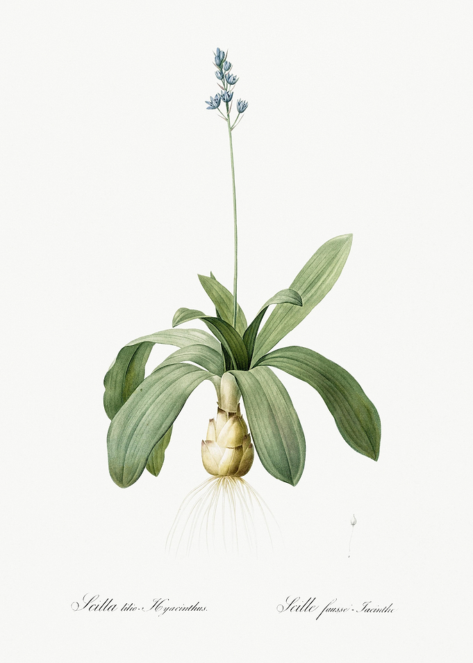 Scilla Lilio Hyacinthus Il