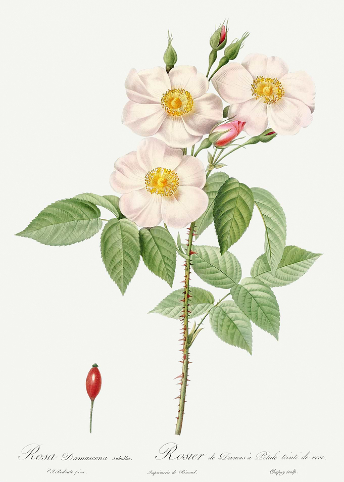 Les Roses 1824 HQ Original