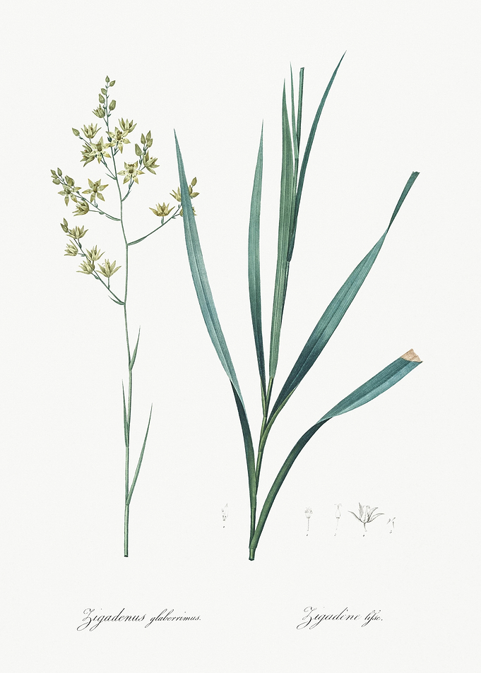 Sandbog Death Camas Illust