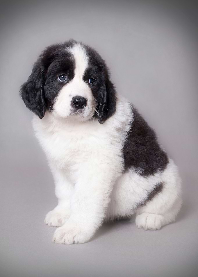 Landseer puppy
