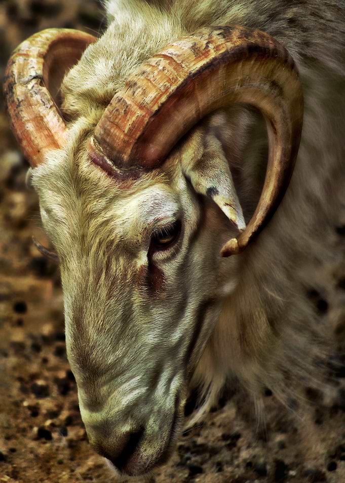 Ram Sheep