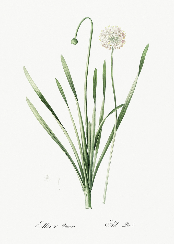 Blue Chives Illustration F