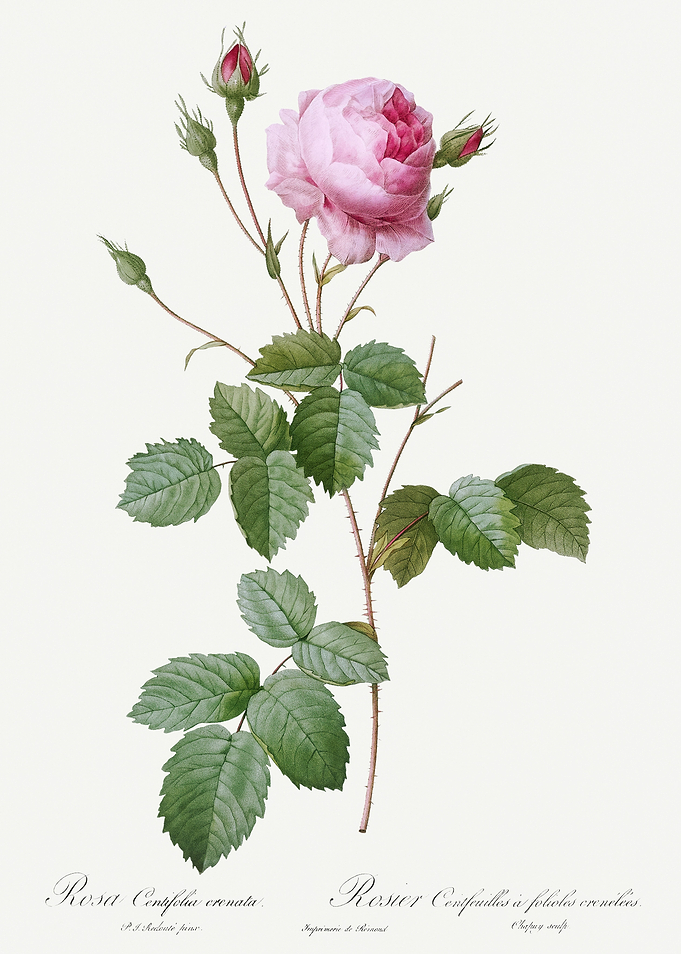 Les Roses 1824 HQ Original