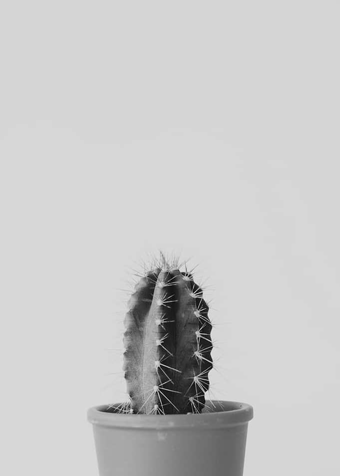 black and white cactus