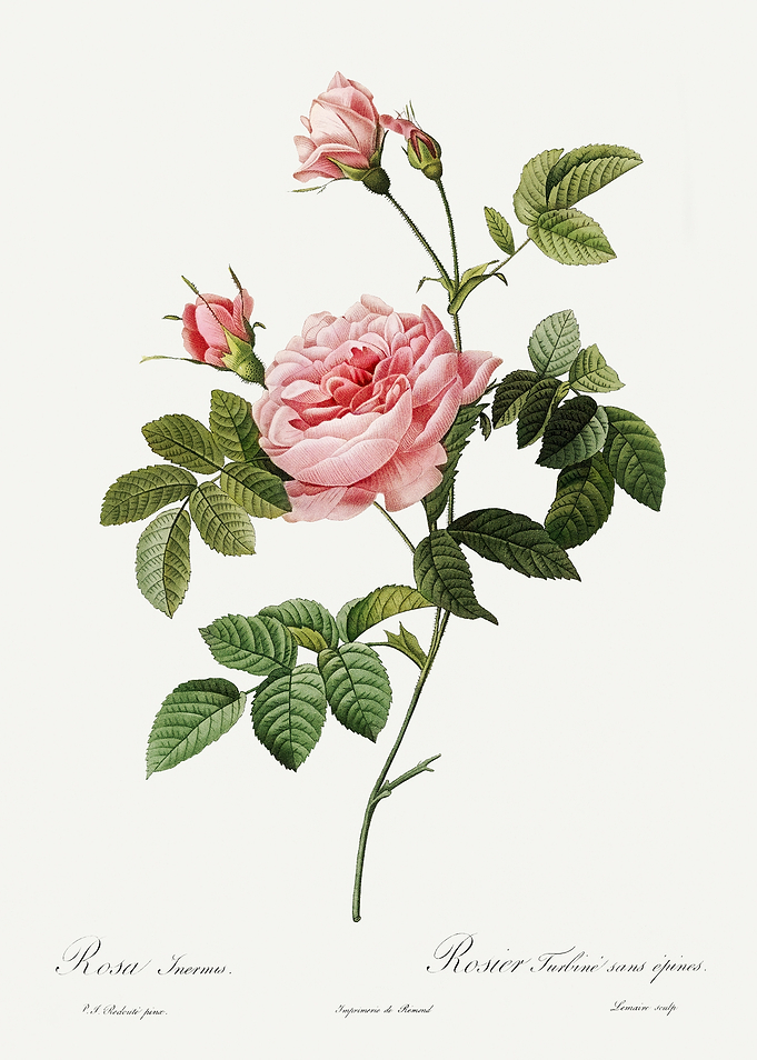 Les Roses 1824 HQ Original