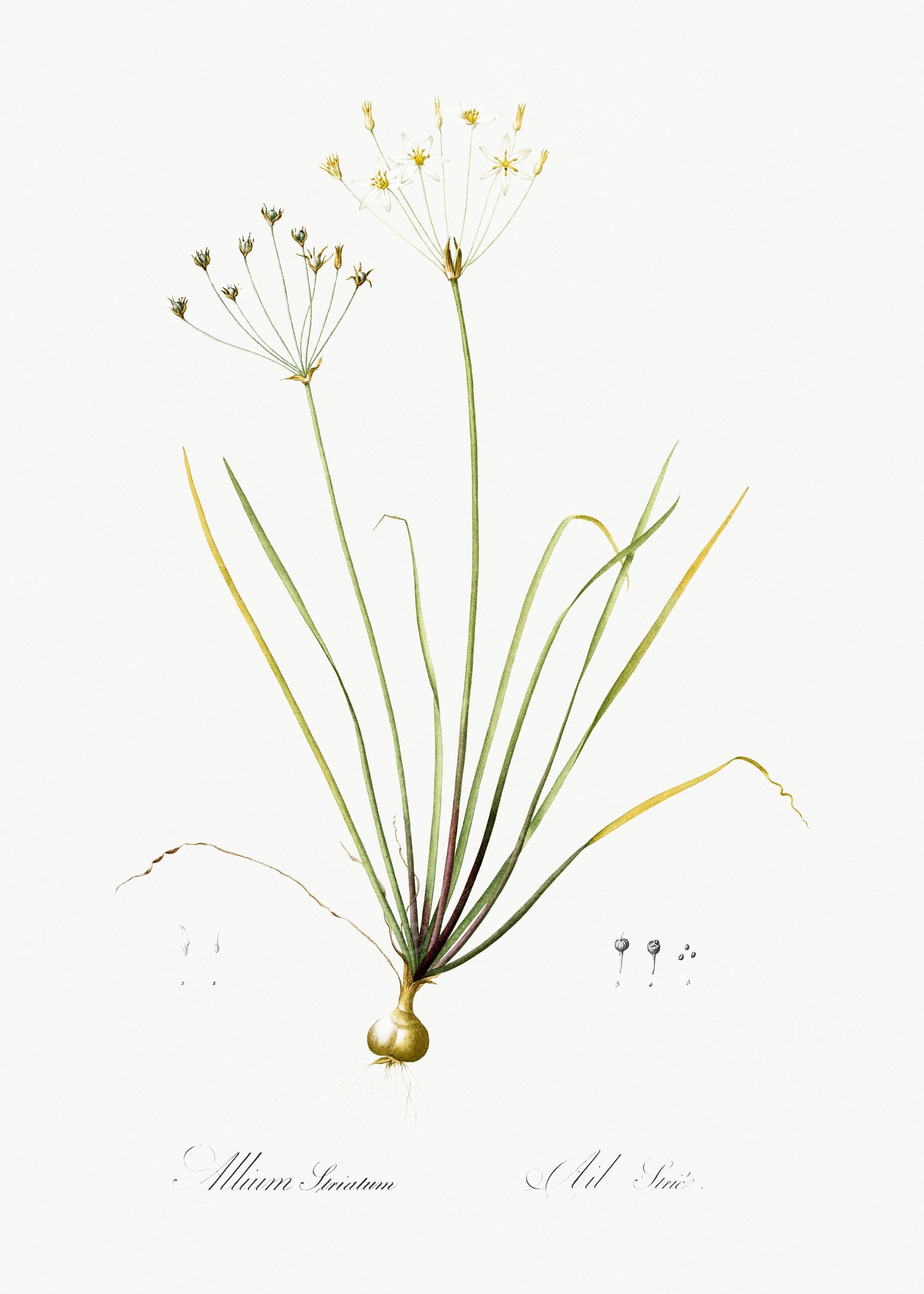 Allium Straitum Illustrati