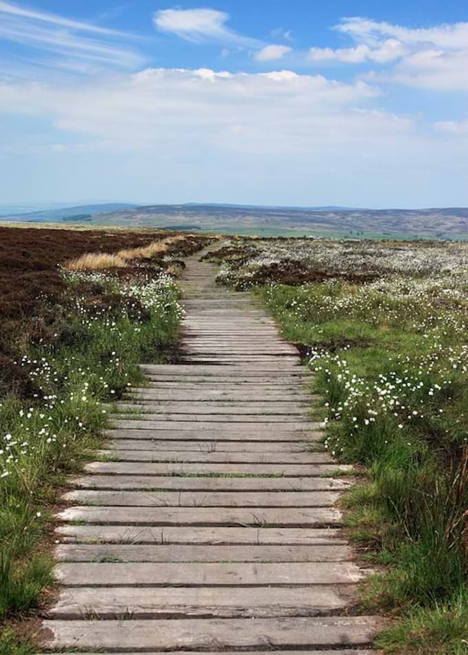 Pathway Through Nature