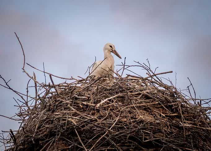 Stork
