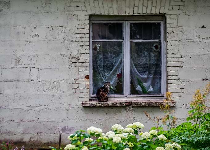Cat in the Window