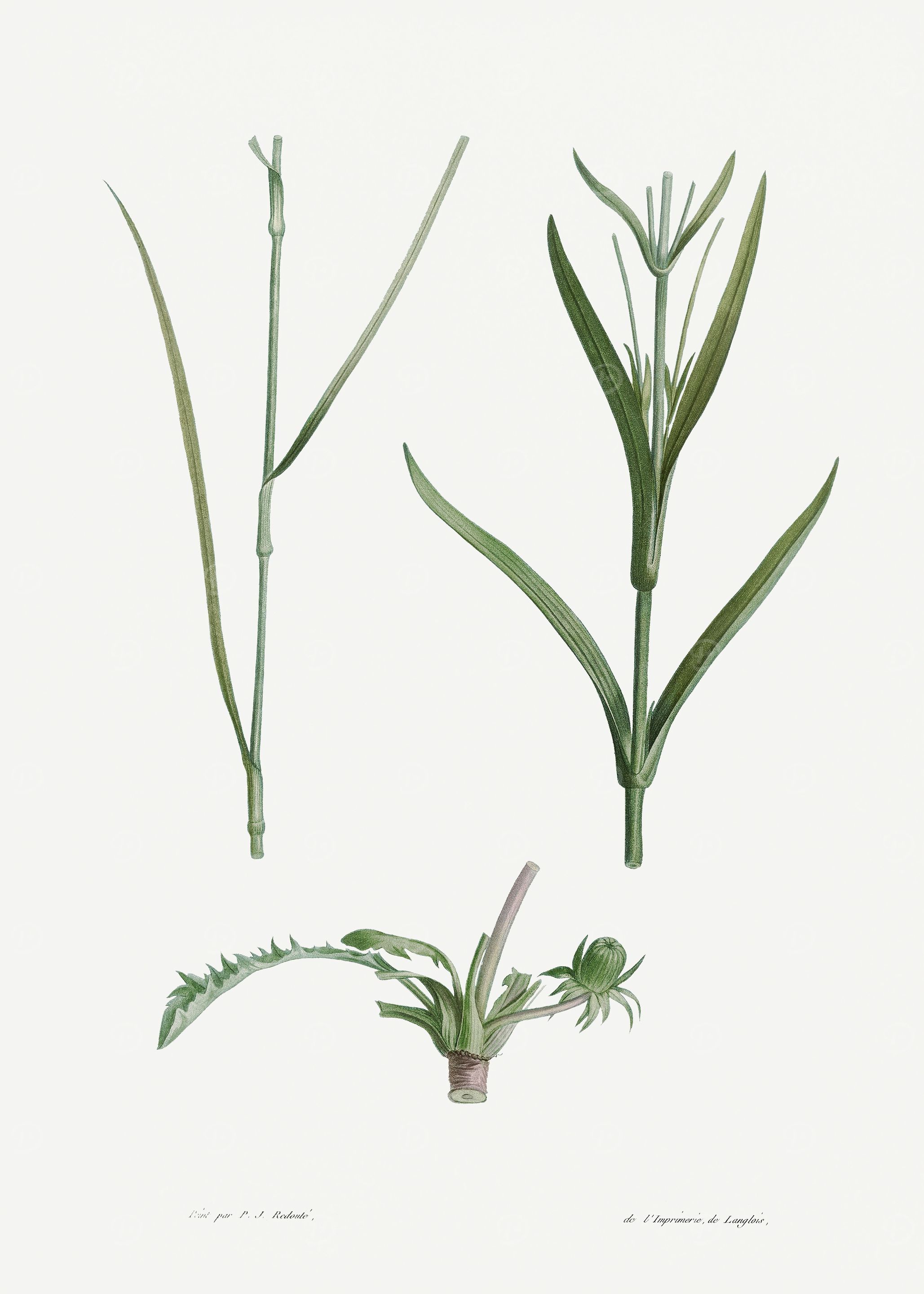 La Botanique 1805 HQ Orig