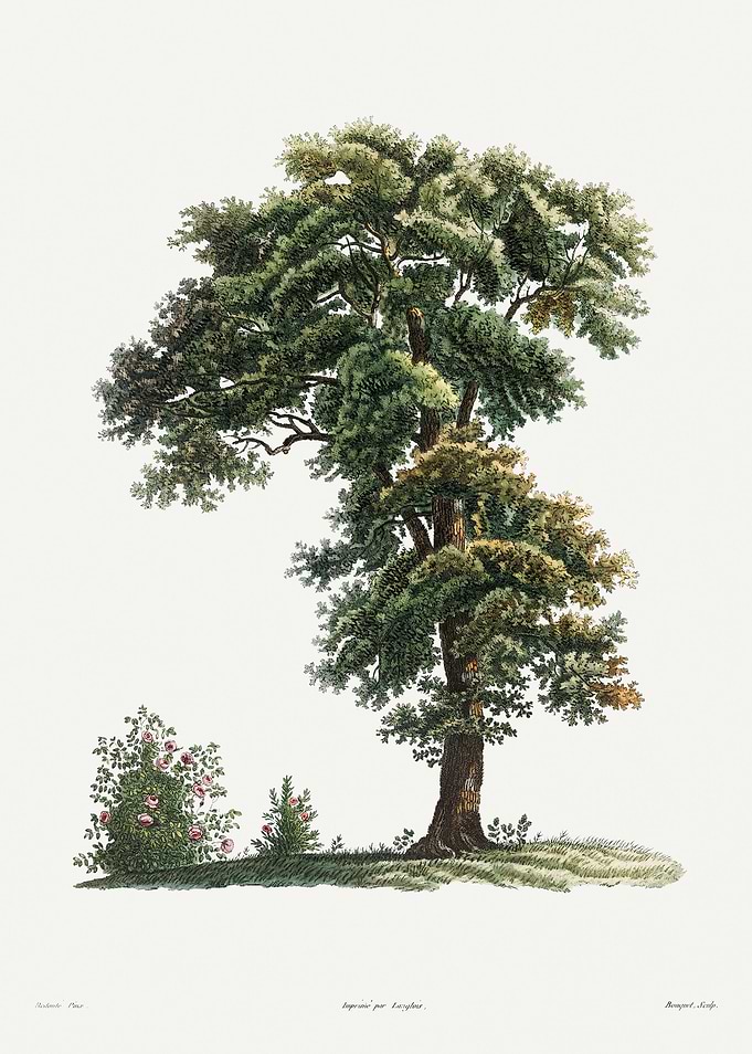 La Botanique 1805 HQ Orig