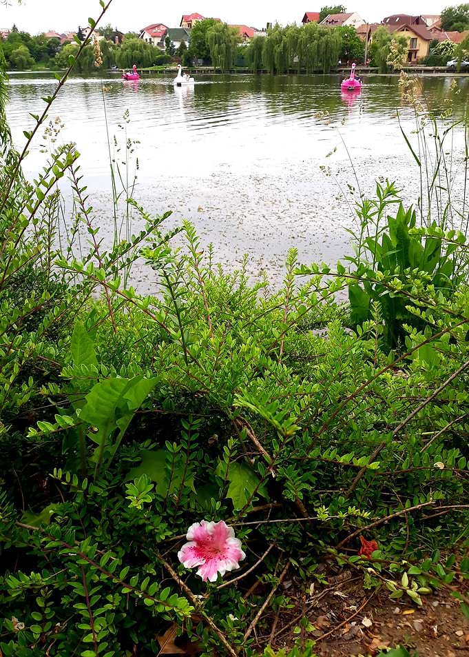 Flower by the lake