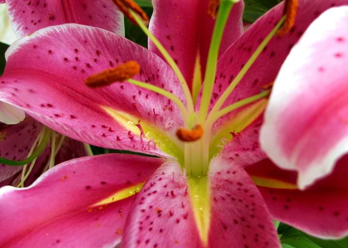 Stargazer Lily