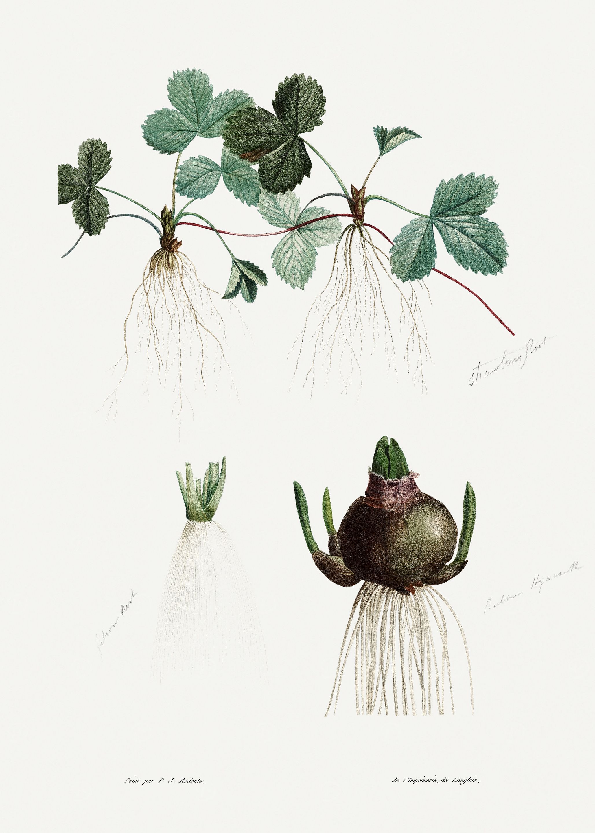 La Botanique 1805 HQ Orig