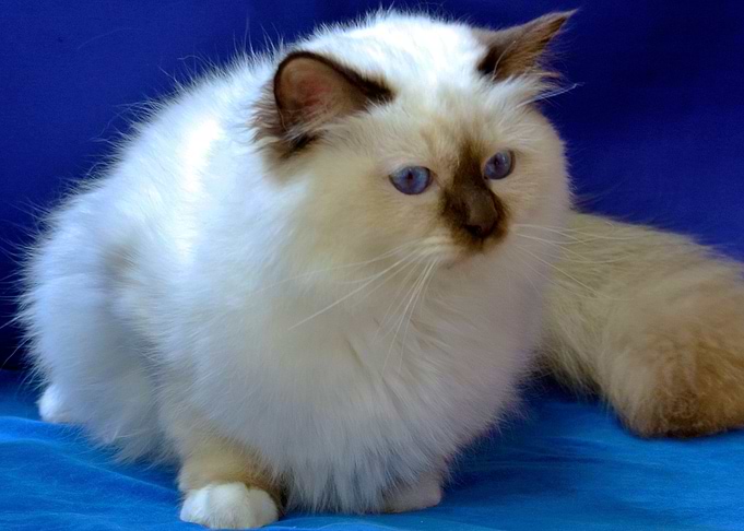 Sophie blue eyed angel