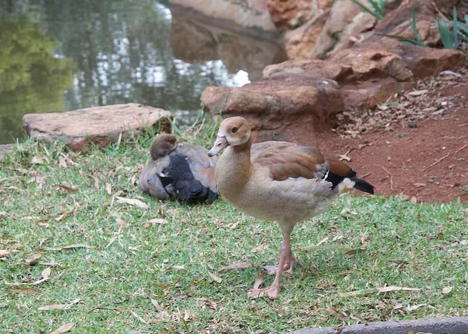 Duck