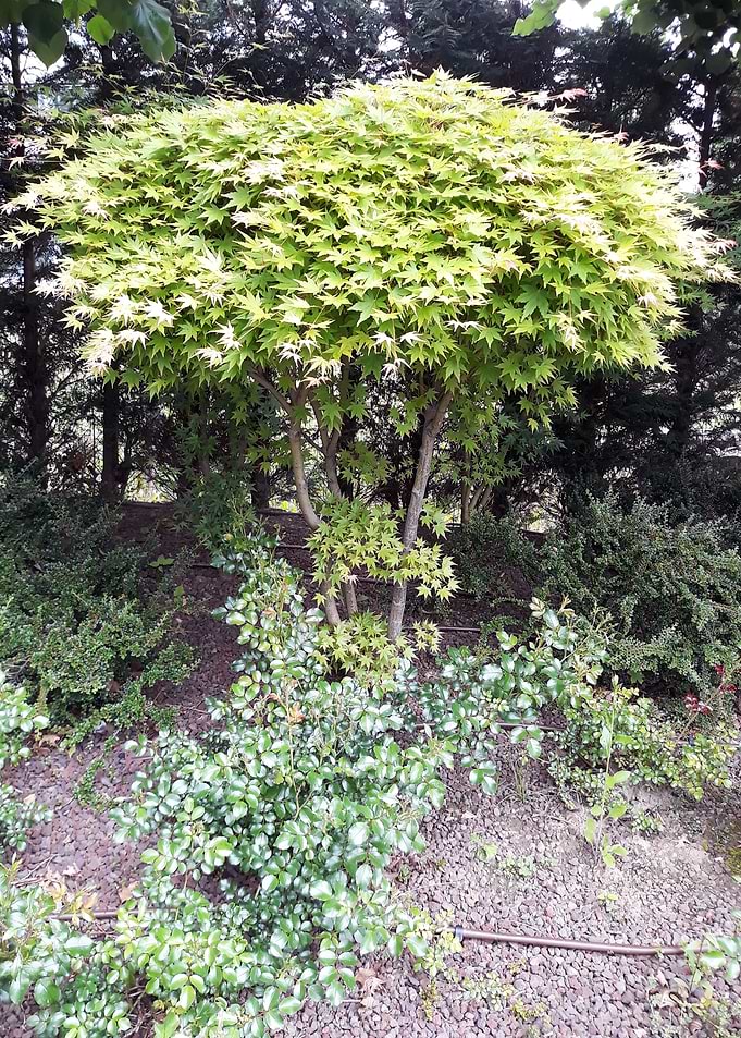 Amazing tree