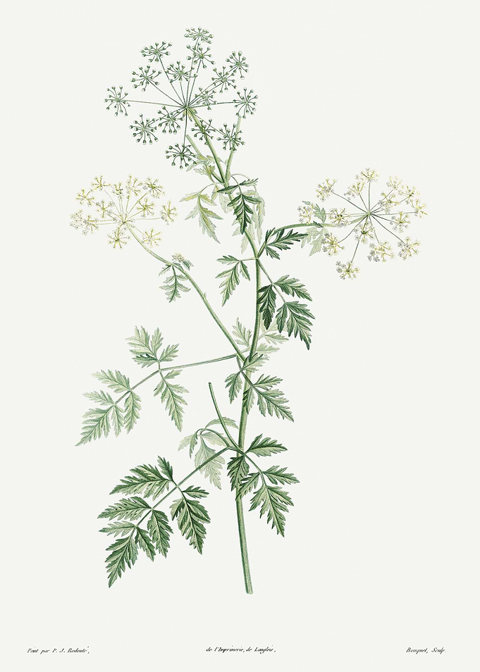 La Botanique 1805 HQ Orig