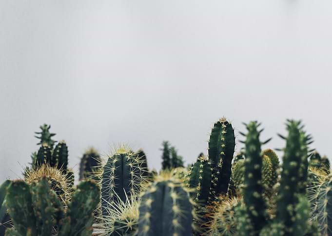 Cacti