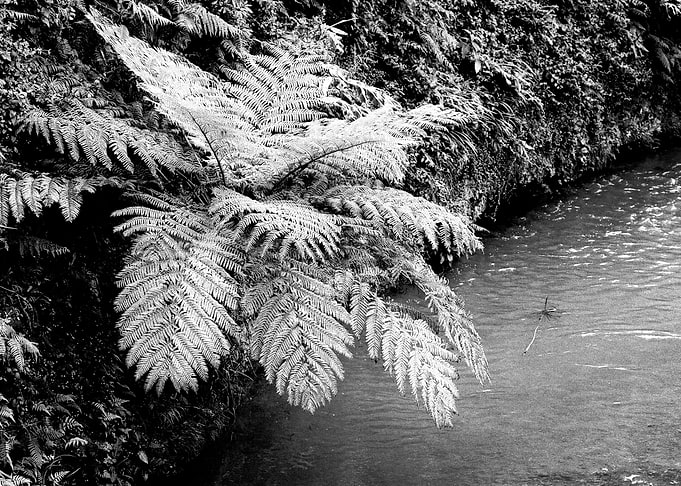 Ferns