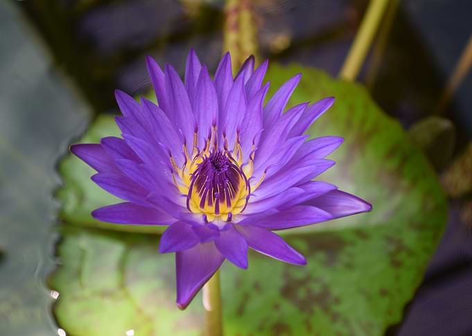 purple flower