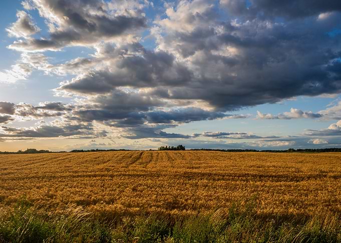 Lithuanian fields